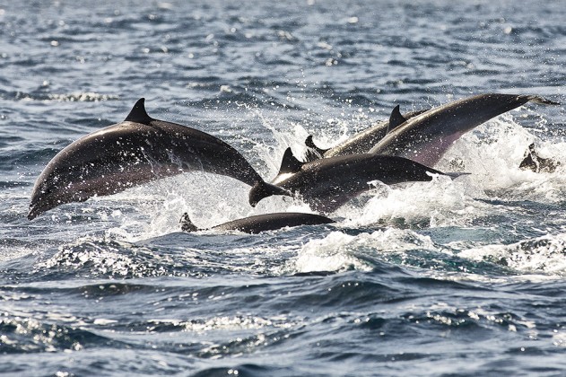 Dolphins off the Pitons  St Lucia_0024