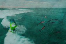GUY CRIBB AUSTRALIA 2016