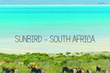 SUNBIRD SOUTH AFRICA