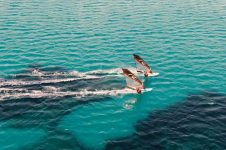 POINT-7 2018 AC-F FREERIDE SAIL