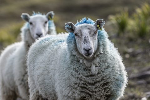 Sheep