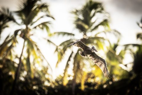 Pelican