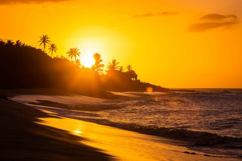 Tropical sunset at the beach with palms at dawn